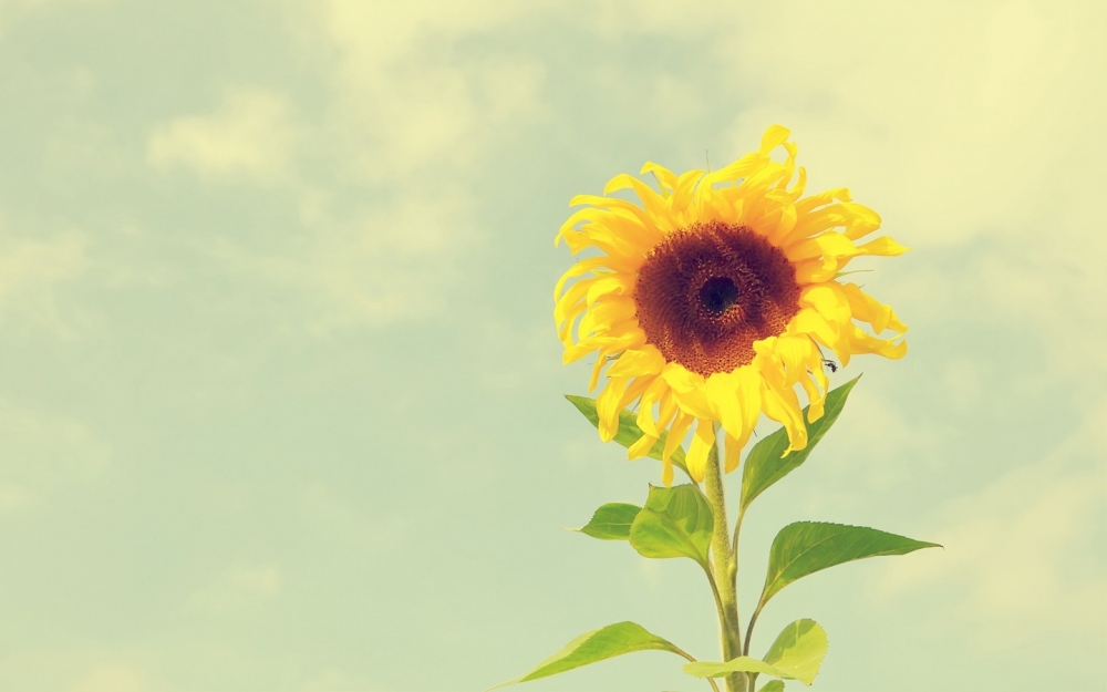 点击大图看下一张：哪怕太阳只停留一秒钟，向日葵也会微笑的绽放