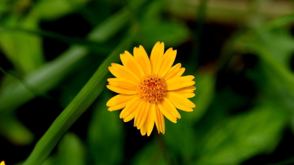 点击大图看下一张:菊花各有特色,有的秀丽淡雅,有的鲜艳夺目