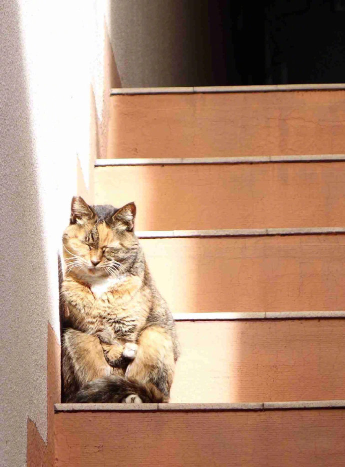 点击大图看下一张：小猫咪各种搞怪可爱的坐姿图片欣赏