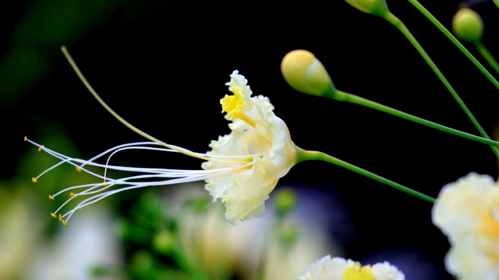 点击大图看下一张：金凤花有四片薄薄的黄澄澄的花瓣十分的精致