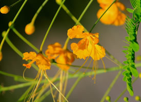 金凤花有四片薄薄的黄澄澄的花瓣十分的精致