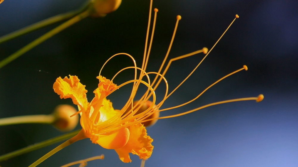 点击大图看下一张：金凤花有四片薄薄的黄澄澄的花瓣十分的精致