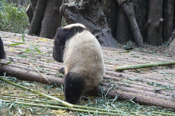 点击大图看下一张:一组正在吃竹子的可爱大熊猫图片欣赏