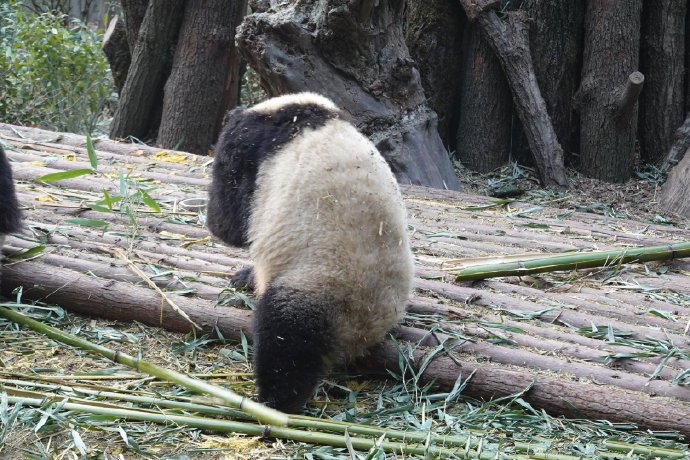 点击大图看下一张：一组正在吃竹子的可爱大熊猫图片欣赏