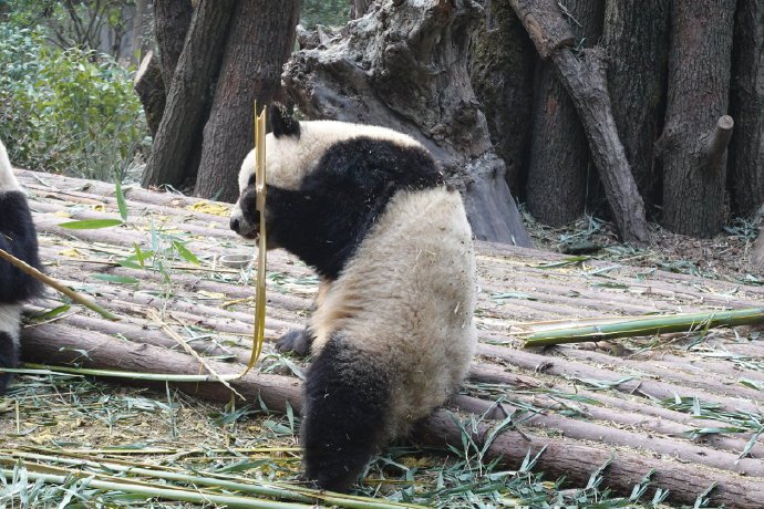点击大图看下一张：一组正在吃竹子的可爱大熊猫图片欣赏