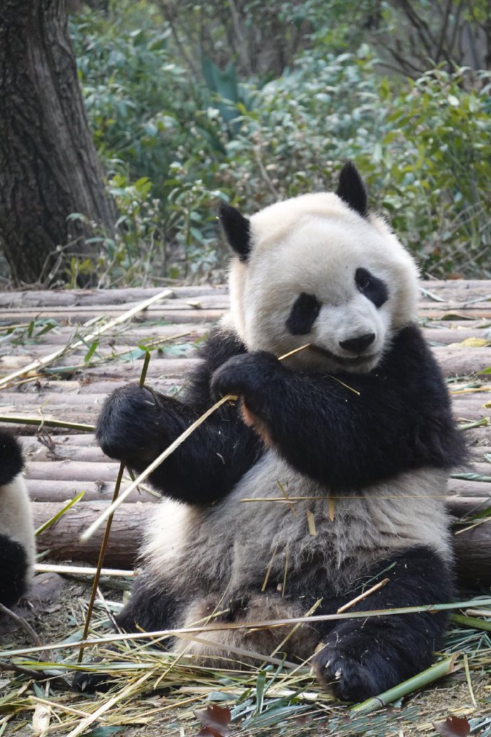 点击大图看下一张：一组正在吃竹子的可爱大熊猫图片欣赏