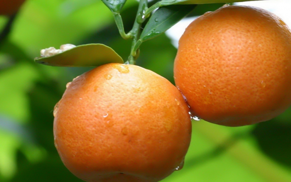 点击大图看下一张：橙子，果园形至长圆形，橙黄色，油胞凸起，果皮不易剥离