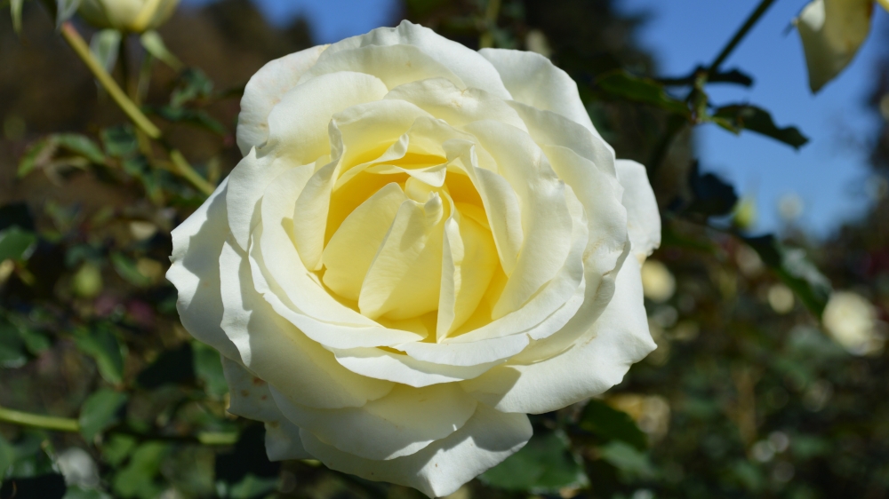 点击大图看下一张：一组高清纯香的白玫瑰高清图片欣赏