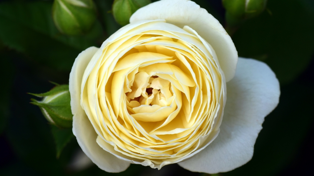 点击大图看下一张：一组高清纯香的白玫瑰高清图片欣赏