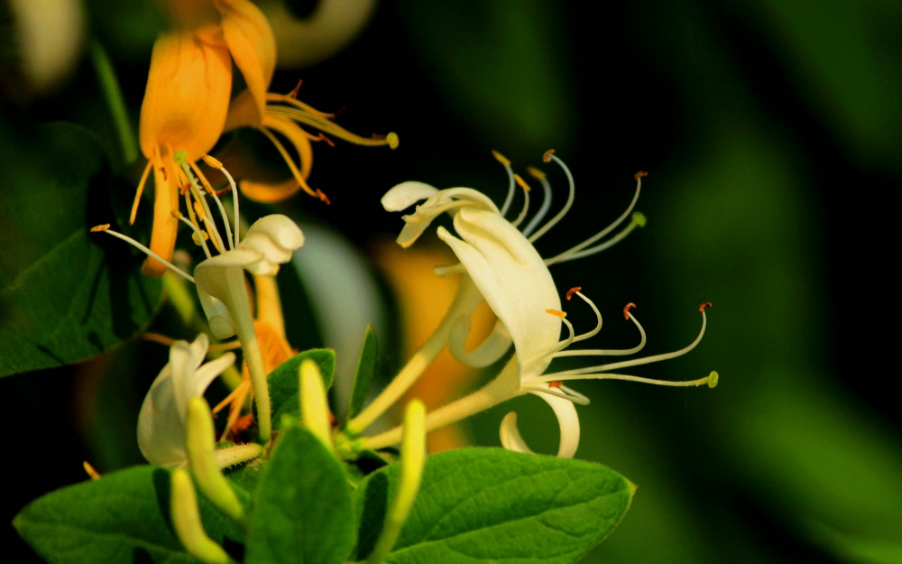 点击大图看下一张：金银花的花瓣细长，向外卷着漂亮极了