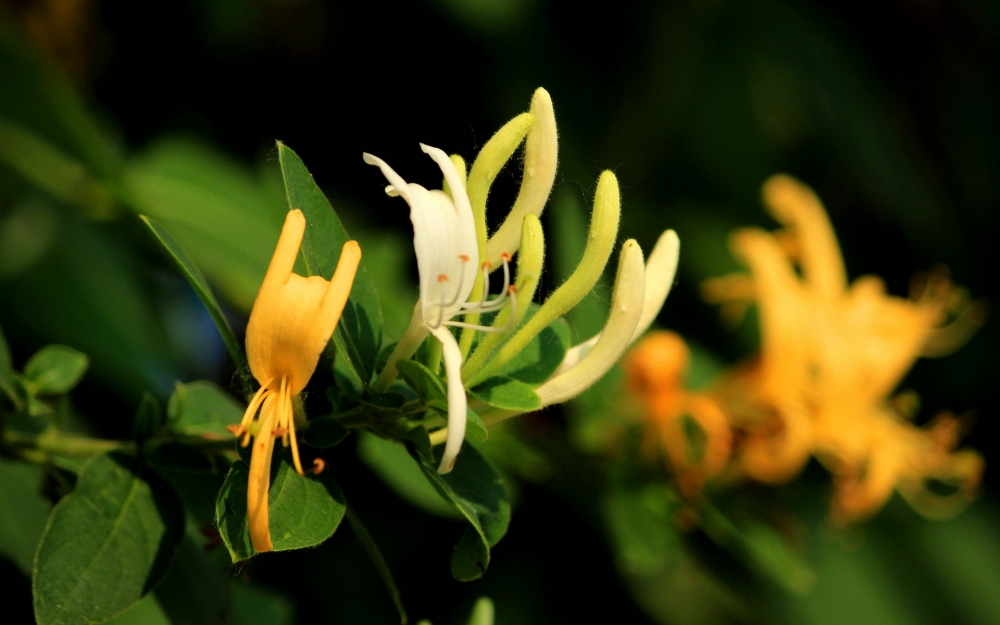 点击大图看下一张：金银花的花瓣细长，向外卷着漂亮极了