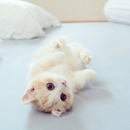 点击大图看下一张：一组超可爱的大眼睛白色小猫猫图片欣赏