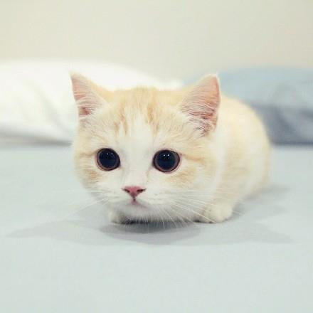 点击大图看下一张：一组超可爱的大眼睛白色小猫猫图片欣赏