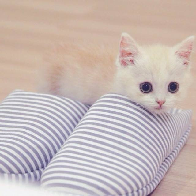 点击大图看下一张：一组超可爱的大眼睛白色小猫猫图片欣赏