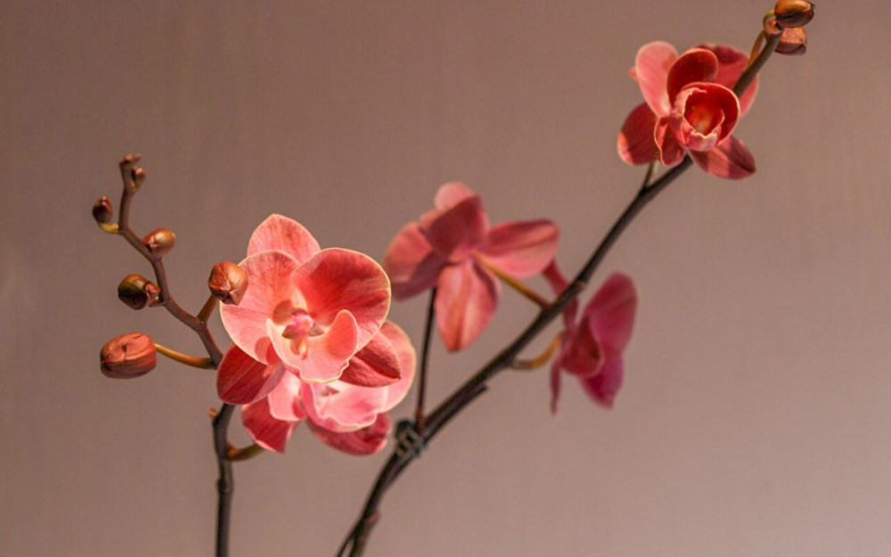 点击大图看下一张：漂亮的蝴蝶兰唯美高清桌面壁纸