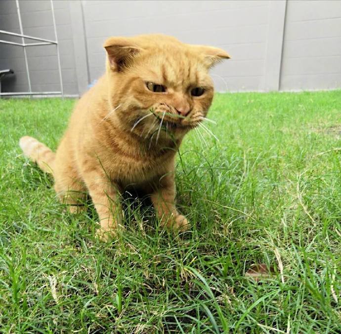 点击大图看下一张：两只猫吃草的表情，差别真大，第一只笑喷了