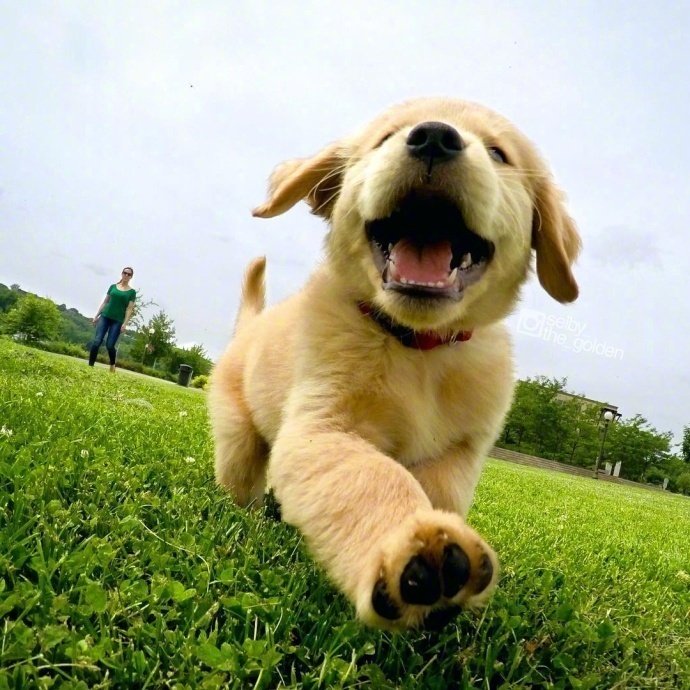 点击大图看下一张：一只在草地上奔跑超可爱的小狗图片欣赏