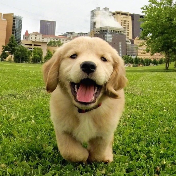 点击大图看下一张：一只在草地上奔跑超可爱的小狗图片欣赏