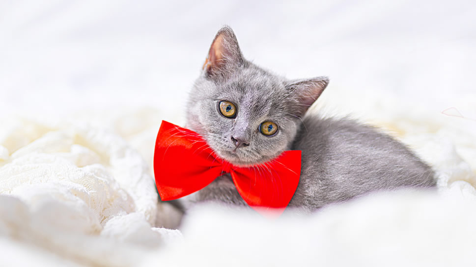 点击大图看下一张：一组灰色超可爱的小猫咪图片欣赏