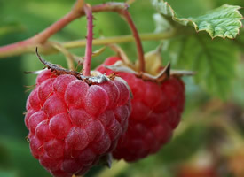 一组红的诱人的树莓高清图片欣赏