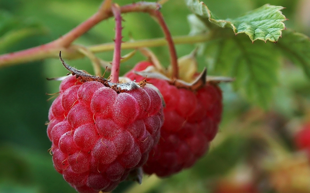 点击大图看下一张：一组红的诱人的树莓高清图片欣赏