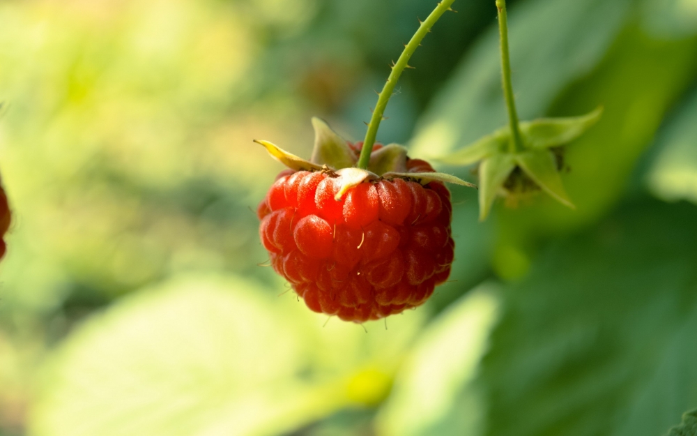 点击大图看下一张：一组红的诱人的树莓高清图片欣赏