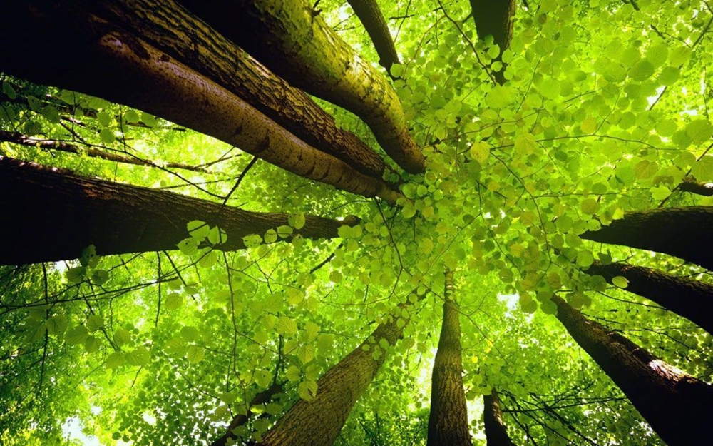 点击大图看下一张：绿色护眼森林风景图片桌面壁纸欣赏