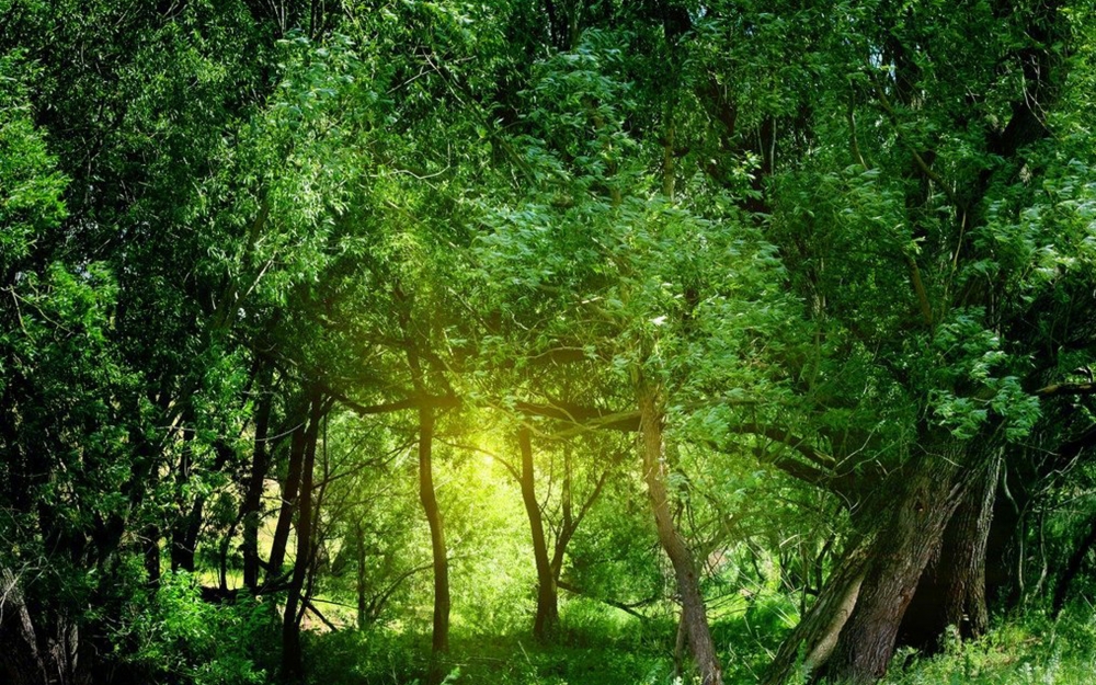 点击大图看下一张：绿色护眼森林风景图片桌面壁纸欣赏