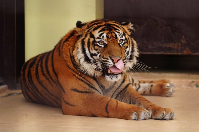 点击大图看下一张：日本宫崎市自然凤凰动物园的这只苏门答腊虎