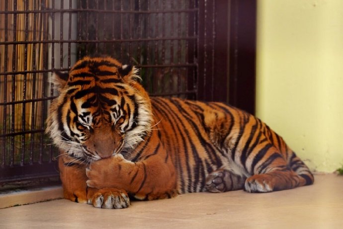 点击大图看下一张：日本宫崎市自然凤凰动物园的这只苏门答腊虎
