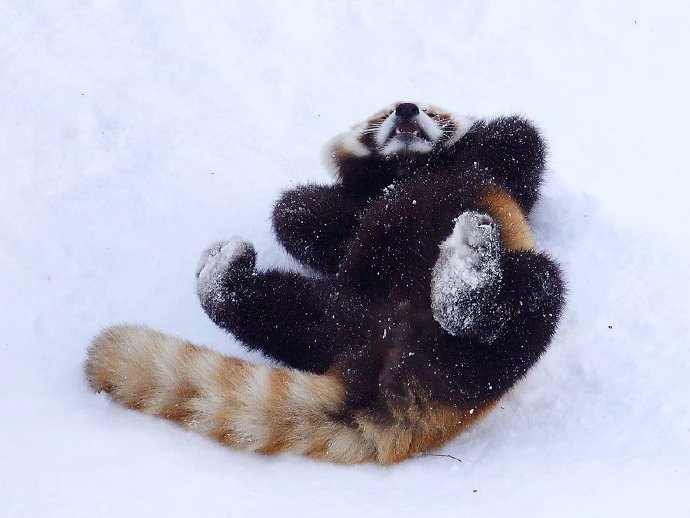 点击大图看下一张：一组雪中玩耍奶霜焦糖小熊图片欣赏