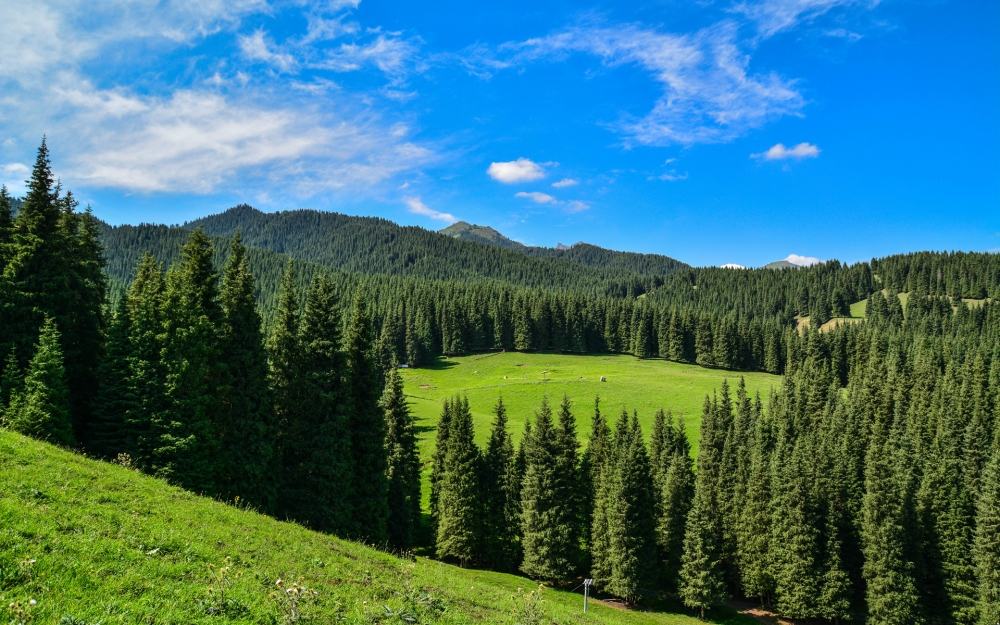 点击大图看下一张：绿草青青，山花烂漫的新疆雪岭鹰沟唯美风景图片