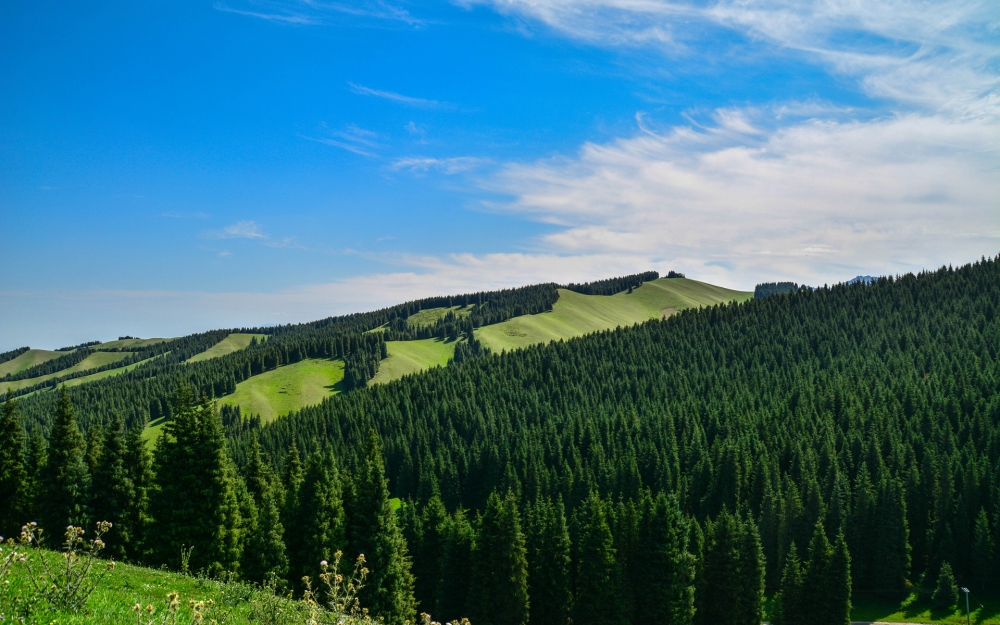 点击大图看下一张：绿草青青，山花烂漫的新疆雪岭鹰沟唯美风景图片