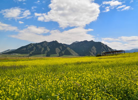绿草青青，山花烂漫的新疆雪岭鹰沟唯美风景图片