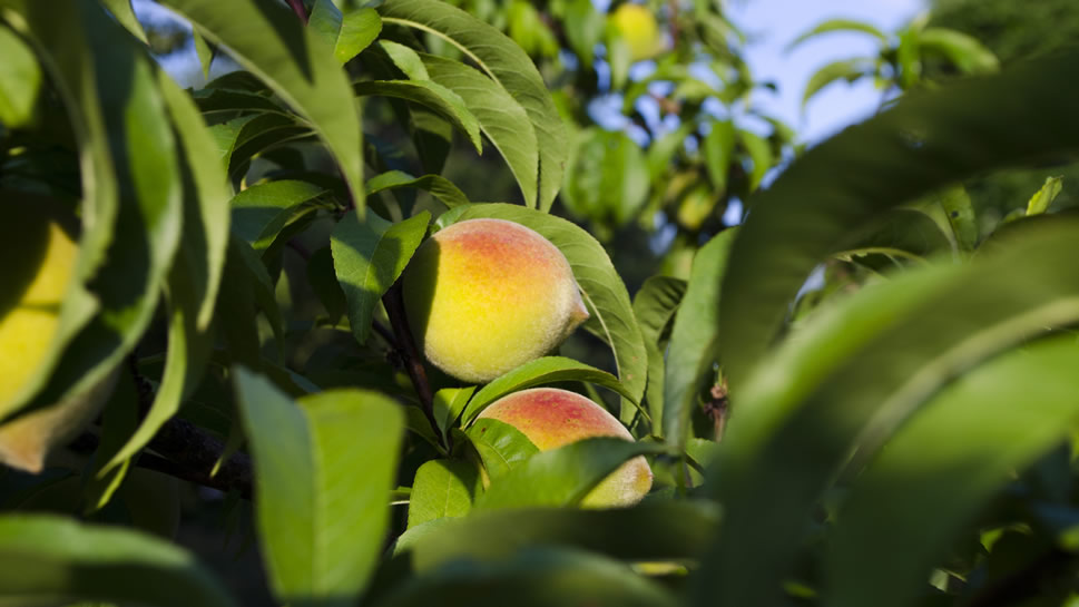 点击大图看下一张：一组香甜多汁的桃子高清图片欣赏