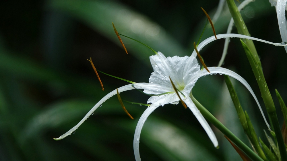 点击大图看下一张：蜘蛛兰的苞片呈卵状披针形，花被也是长管状