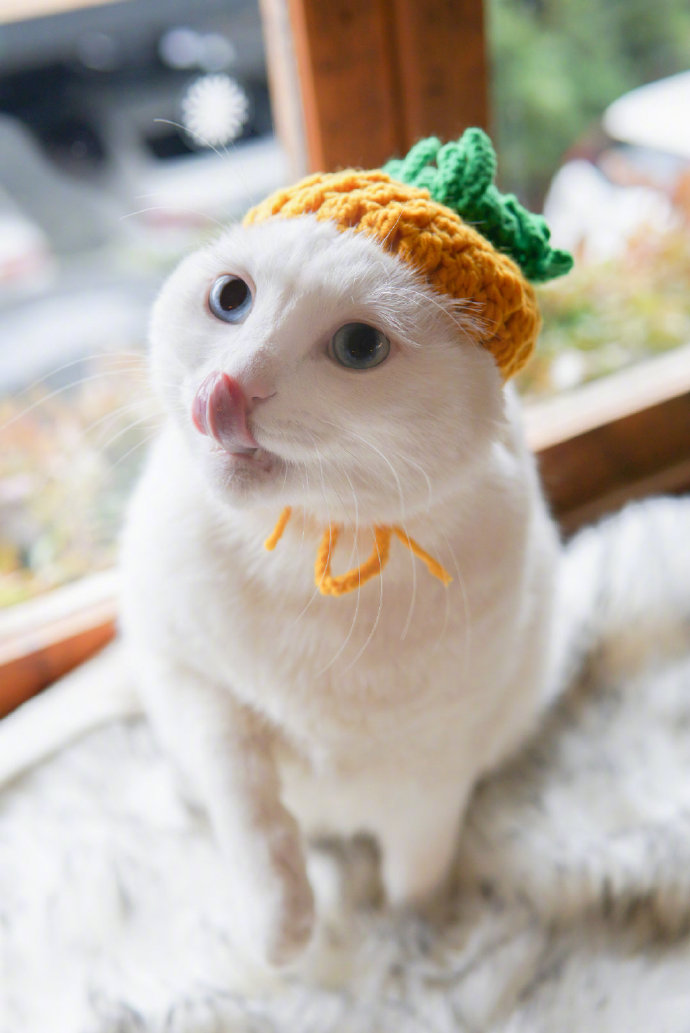 点击大图看下一张：好好的菠萝帽怎么被这只猫猫戴出了紧箍咒的感觉
