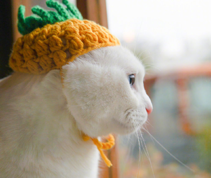 点击大图看下一张：好好的菠萝帽怎么被这只猫猫戴出了紧箍咒的感觉