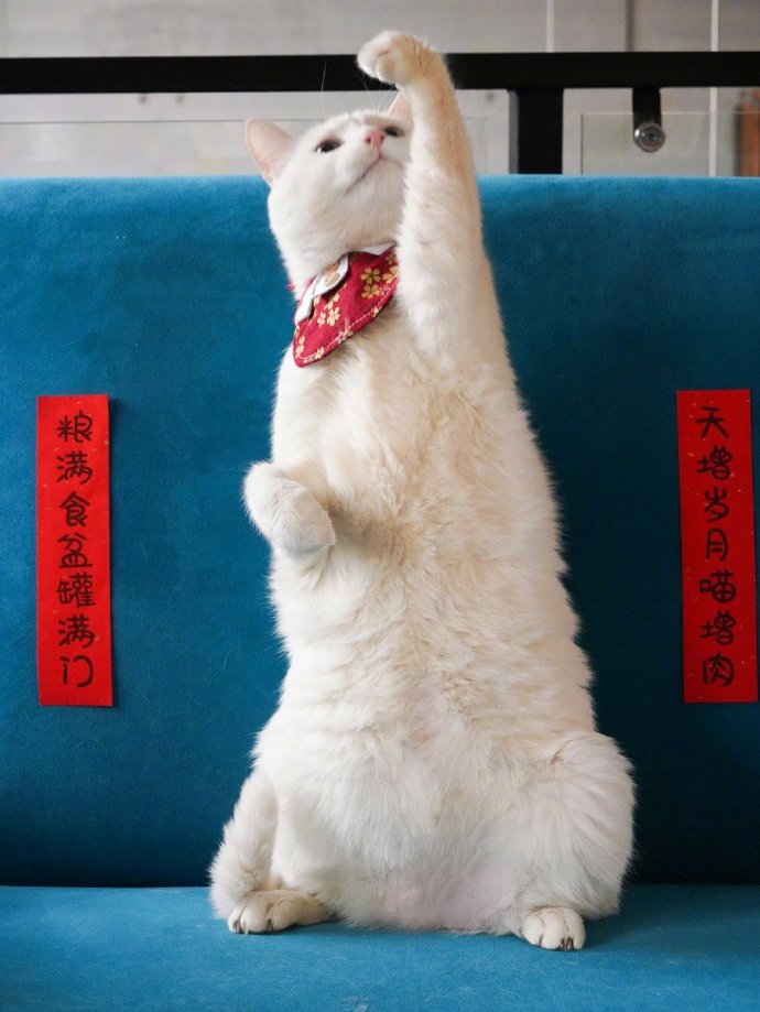 点击大图看下一张：新年肤白貌美招人爱的可爱小猫猫图片欣赏