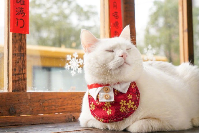 点击大图看下一张：新年肤白貌美招人爱的可爱小猫猫图片欣赏
