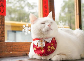 新年肤白貌美招人爱的可爱小猫猫图片欣赏