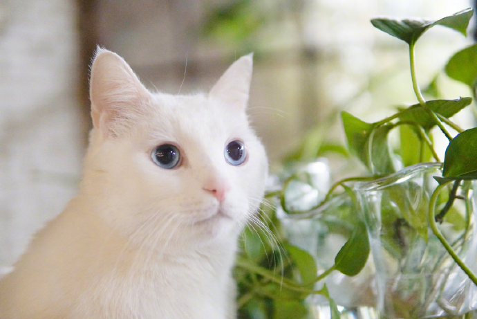 点击大图看下一张：一组拥有雪白毛毛的乖巧可爱的小猫猫图片欣赏