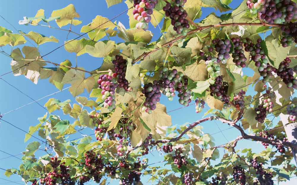 点击大图看下一张：一组挂在树上超级新鲜的葡萄高清图片欣赏