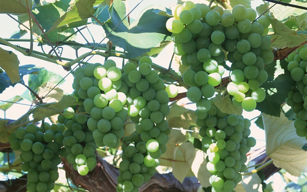 点击大图看下一张：一组挂在树上超级新鲜的葡萄高清图片欣赏