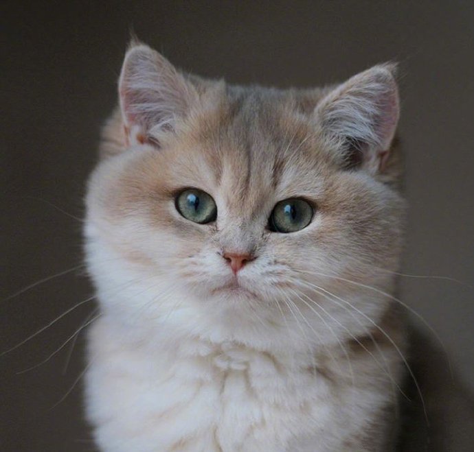 点击大图看下一张：来自荷兰的joya，可爱的大脸猫本猫了
