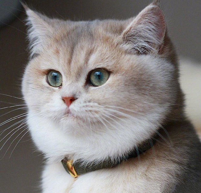 点击大图看下一张：来自荷兰的joya，可爱的大脸猫本猫了