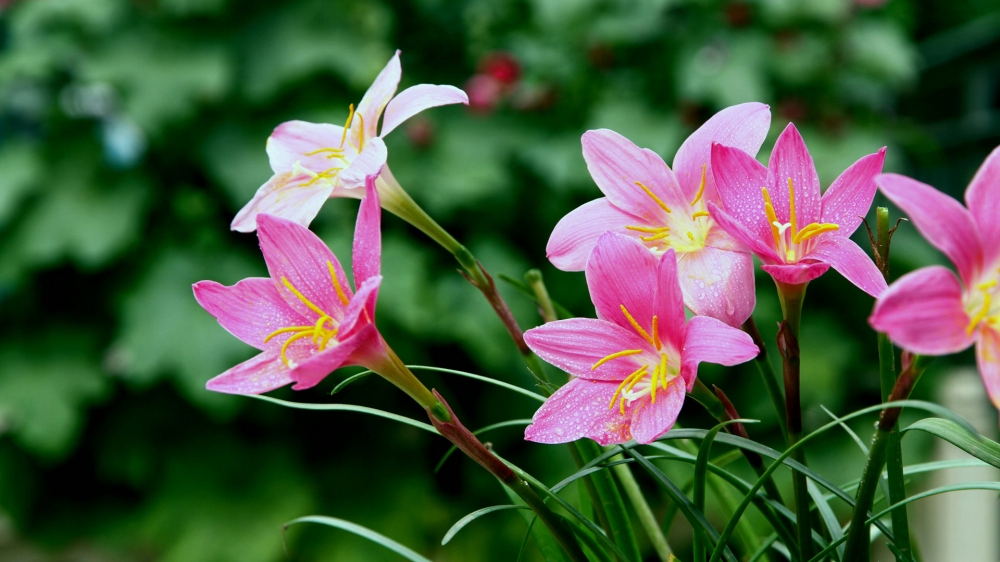 点击大图看下一张：韭兰花粉红色的花朵随处可见非常的漂亮