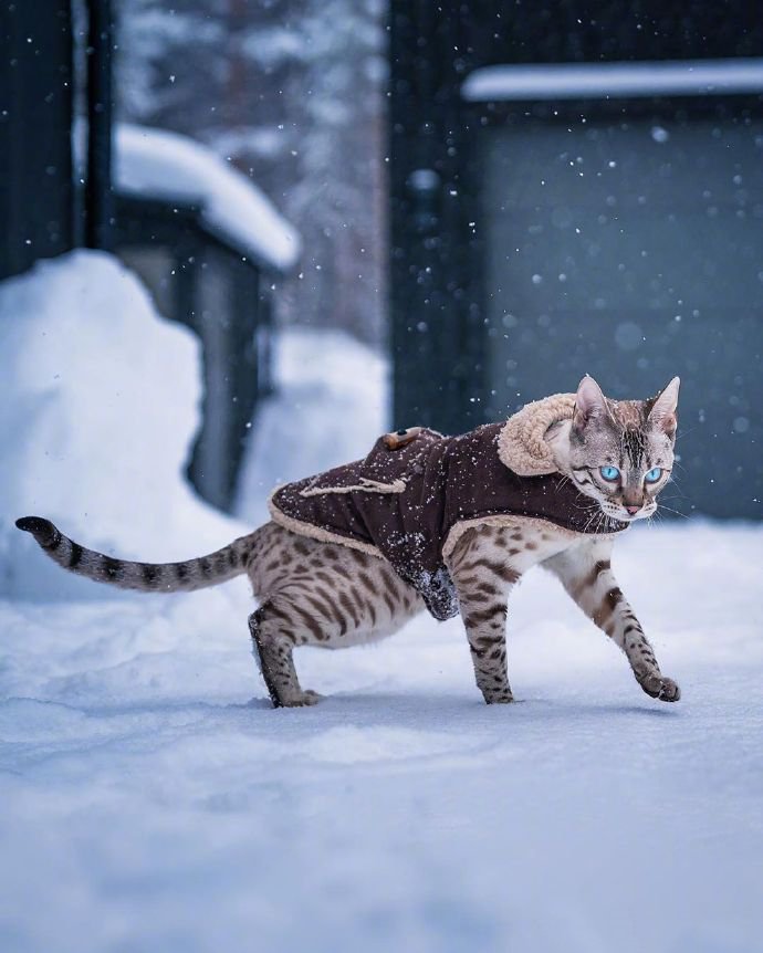 点击大图看下一张：再酷的猫雪地里也怕冷！我穿件衣服再来拍