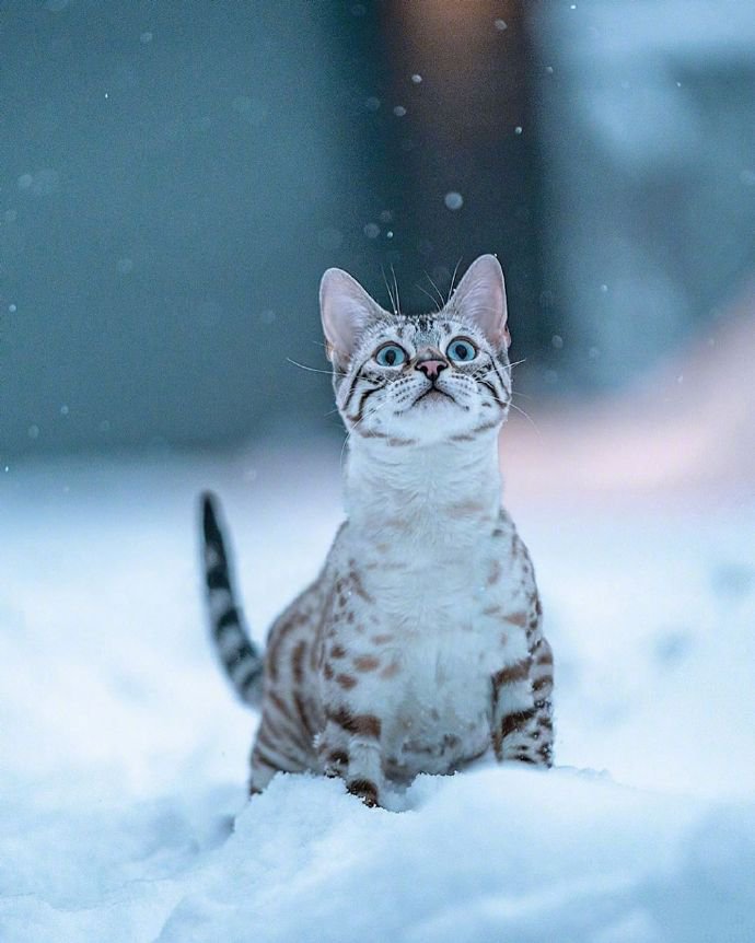 点击大图看下一张：再酷的猫雪地里也怕冷！我穿件衣服再来拍