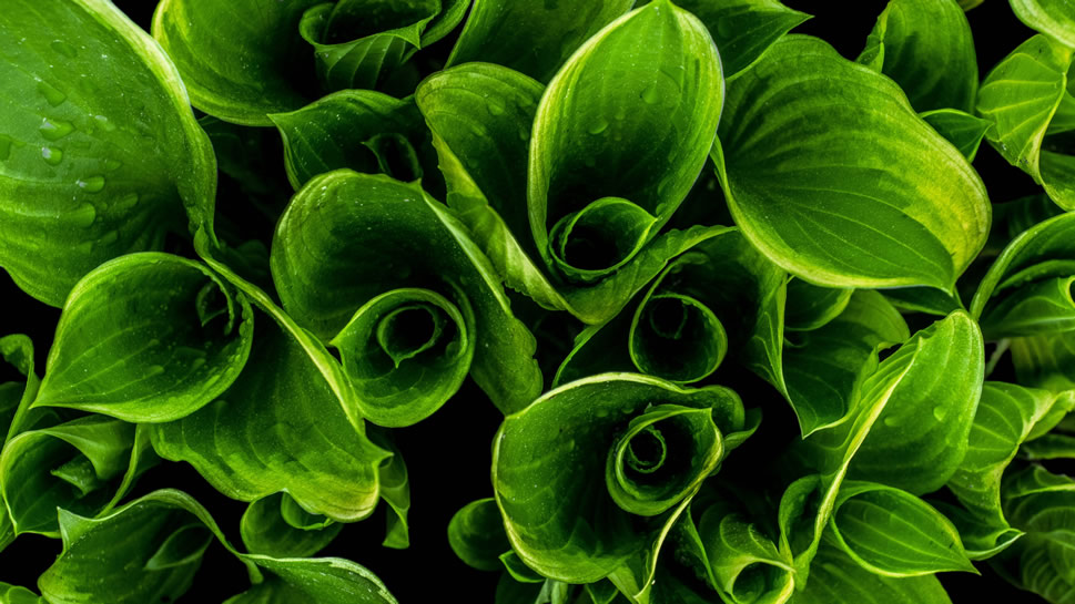 点击大图看下一张：一组绿色护眼的植物绿叶嫩芽图片欣赏